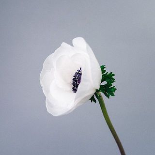 アネモネ「ブラックセンター」は、特性として中心にほんのりピンク色ものっている場合がございます。