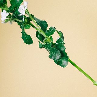 オキシペタラムは茎を切ると白い汁が出てきます。手についたら水で洗い流してください。