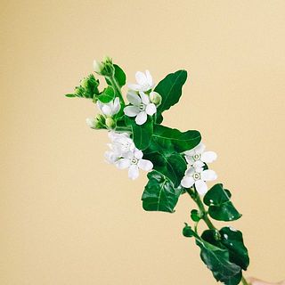 花のかたちがかわいい。