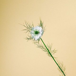 ニゲラ