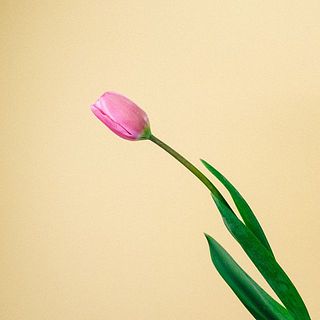 動きのあるチューリップを楽しんで。