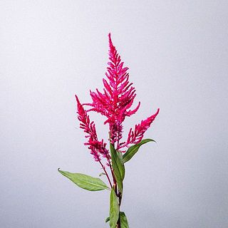 もこもこほっこり質感のケイトウ