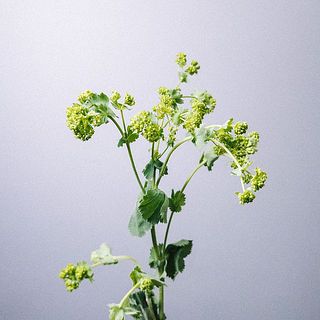小さな星形のお花がかわいい「アルケミラモーリス」。水下がりしやすいお花です。元気がない場合は深水で水切りを