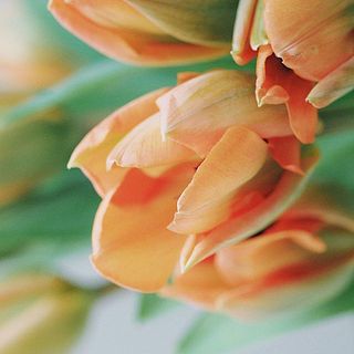 だんだんと開花する様子を楽しんで。