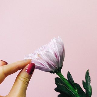 マムの外側の花弁には保護ネットによる抑えつけ圧により変色が見受けられますが、そっと摘んであげましょう。品質に問題はございません。