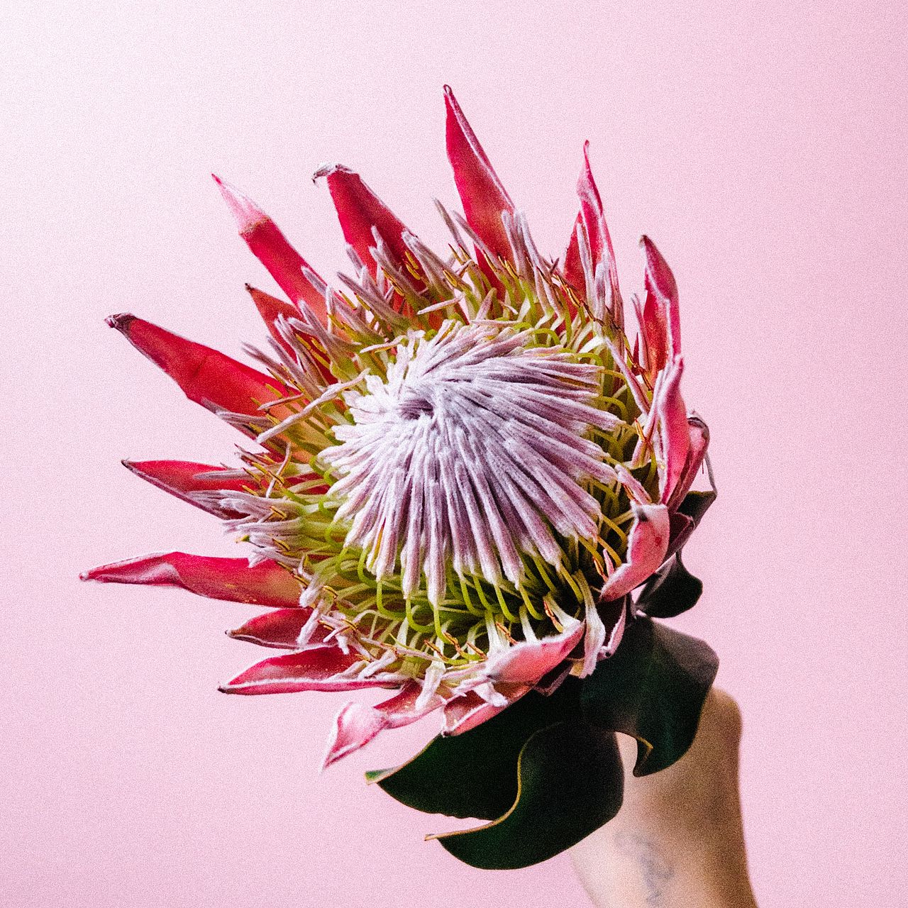 ピンクのキングプロテア