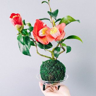 苔玉専用「モスボールトレイ」