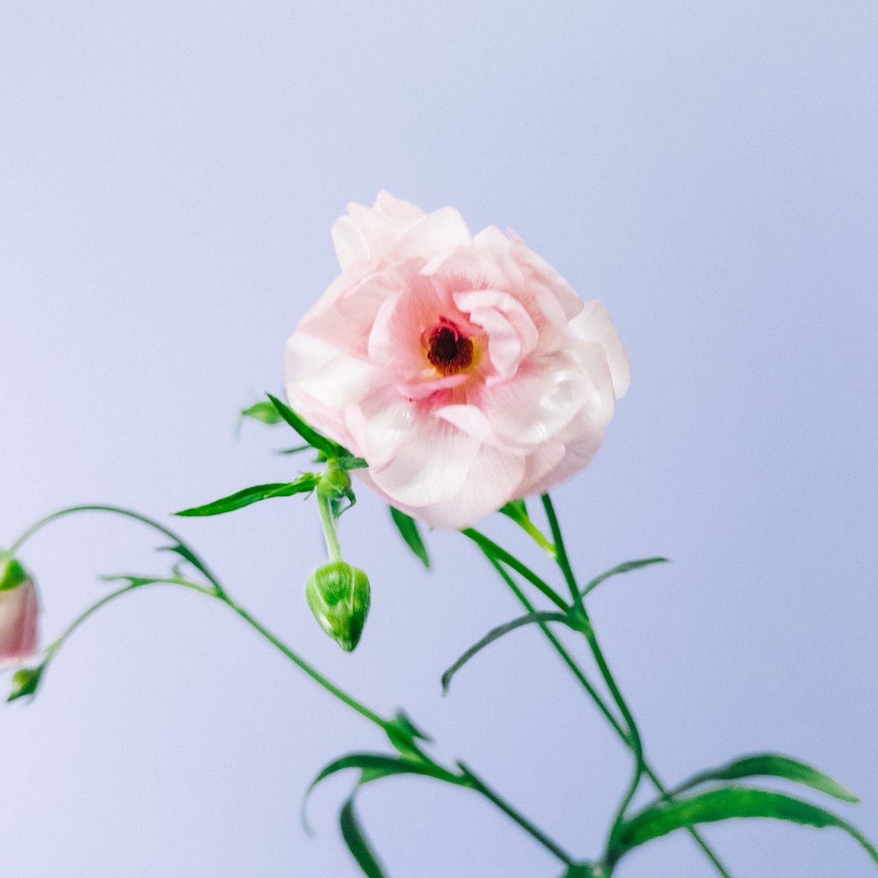 シルクの花びら「ラナンキュラス」