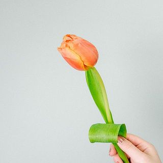 チューリップの花言葉は「誠実な愛」。