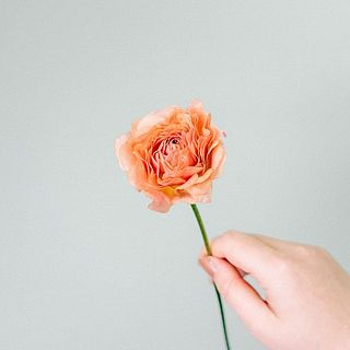 ラナンキュラスの花言葉は「とても魅力的」。