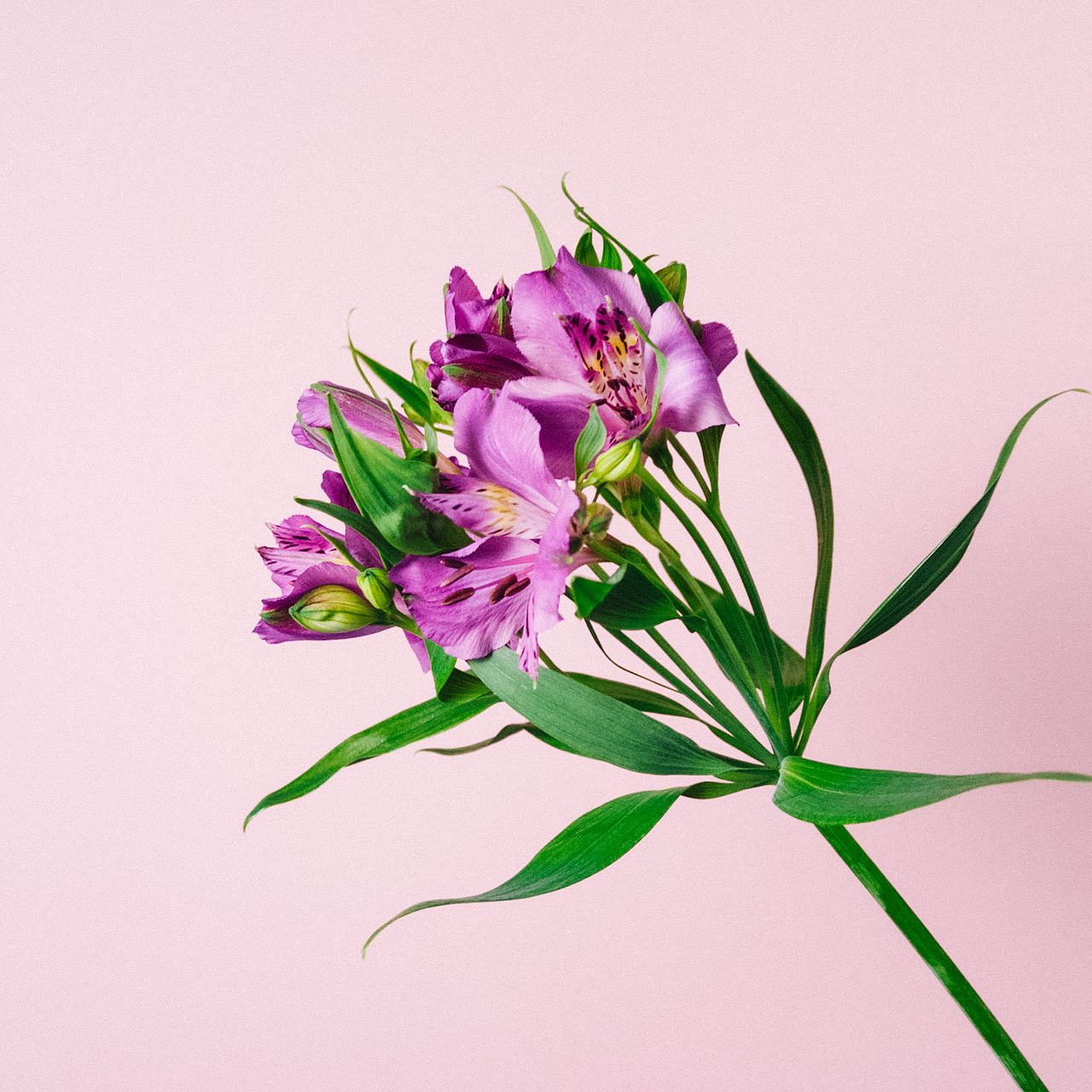 アルストロメリア「アメジスト」