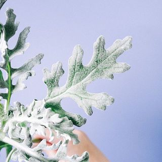葉のふわふわしているような質感をぜひ楽しんで！