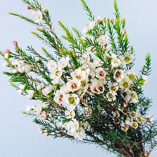 花は繊細で散りやすいので取り扱いには注意して下さい。