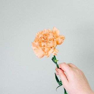 オレンジカーネーションの花言葉は「純粋な愛」。