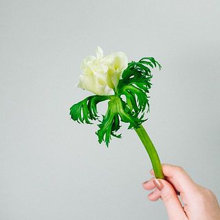 アネモネの花言葉は「希望」「期待」「真実」。