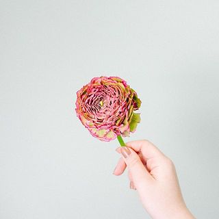 ラナンキュラスの花言葉は「とても魅力的」。