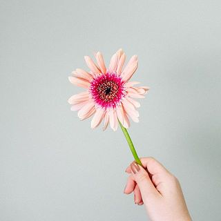ガーベラの花言葉は「常に前進」「希望」。