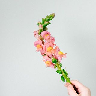 スナップの花言葉は「おしゃべり」。