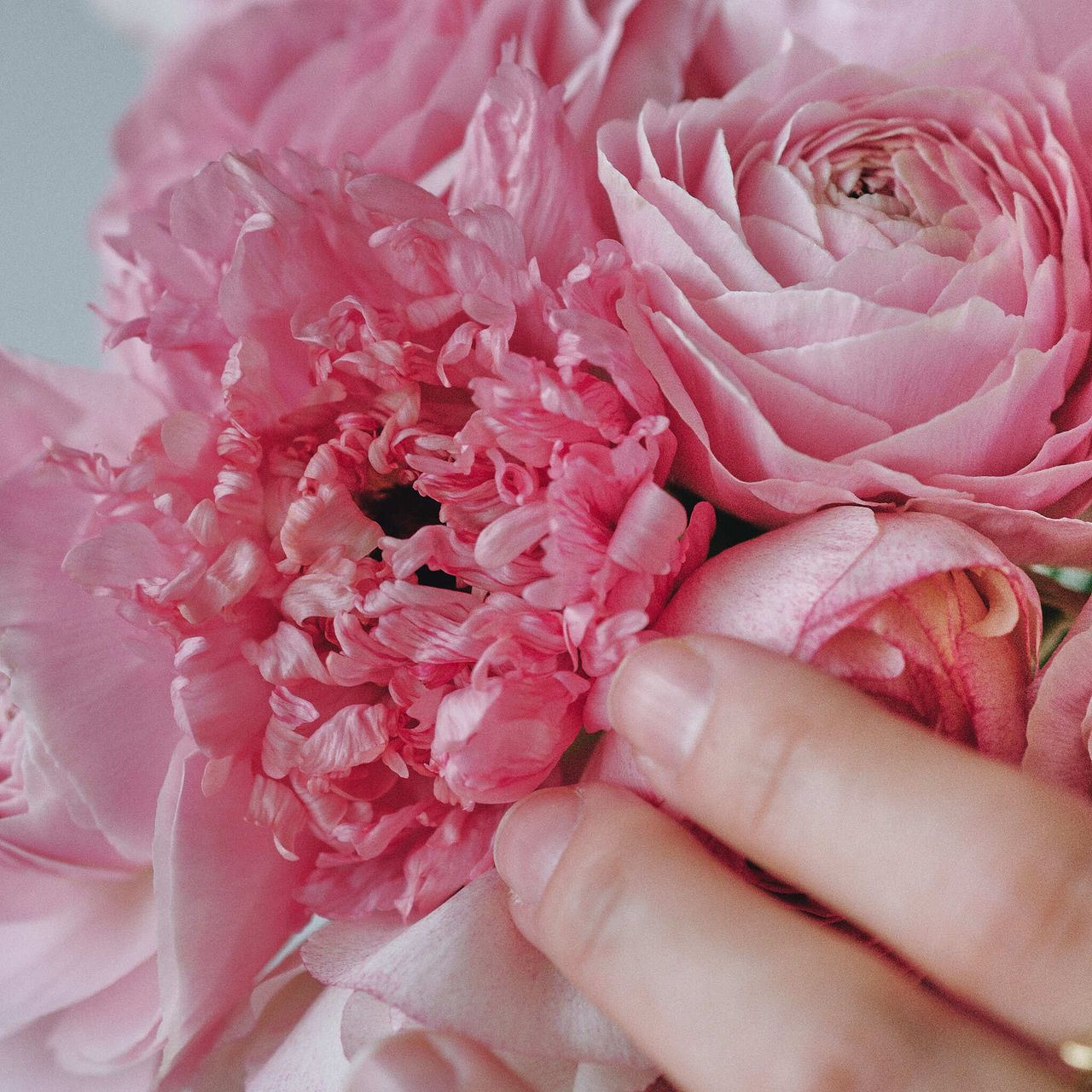 長野県のピンクラナンキュラス