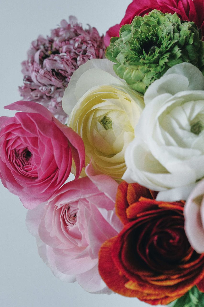 長野県のおまかせラナンキュラス