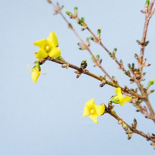 配送中に一部咲いている場合も🌼