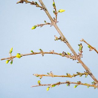 枝ぶりには個体差があります