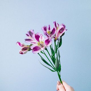 アルストロメリア「パープルベリー」