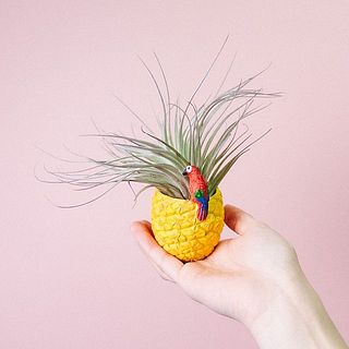 エアプランツお届け例「コットンキャンディ」