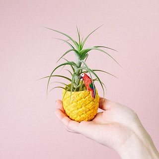 エアプランツお届け例「ベルゲリー」