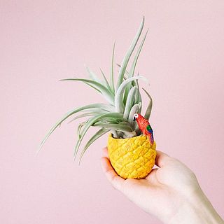 エアプランツお届け例「ハリシー」