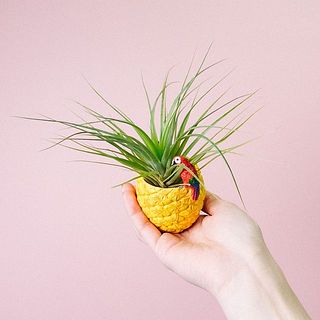 エアプランツお届け例「ストリクタ」