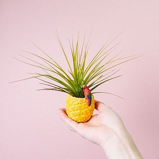 エアプランツお届け例「カウレッセンス」