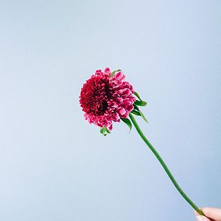 スカビオサ「ラズベリーリップルスクーフ 」