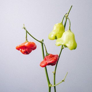 UFOピーマンの実付きや色づきは個体差によって異なります。ご了承ください。
