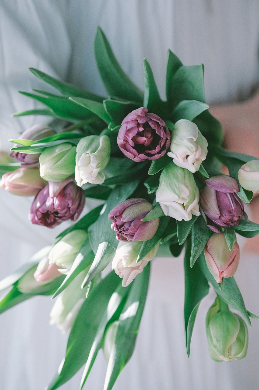 産直】センティアの八重咲きチューリップ