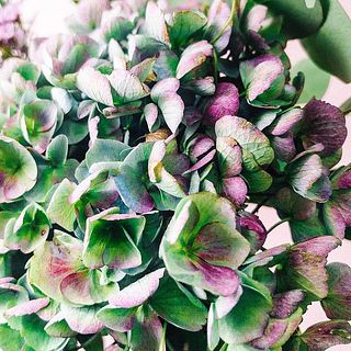 紫陽花のは一部茶色くなっていることも。お花の性質のため品質には問題ありませんが、気になる場合は取ってください。