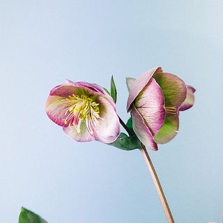 雄しべが散ってきます。日持ちよく、そのまま楽しめますのでご安心ください。