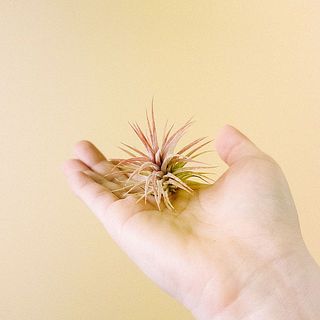 お届け例「イオナンタ ハミムラ」