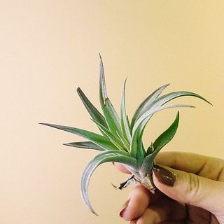 エアプランツは先端が配送中に折れてしまう場合もあります。ご了承ください。