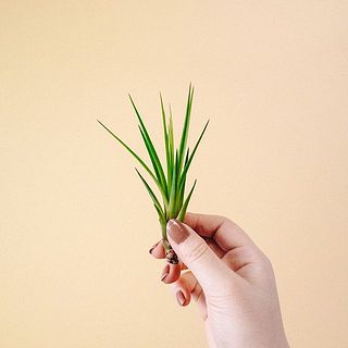お届け例「メラノカクテル」