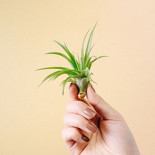 お届け例「ブラキかウルス」