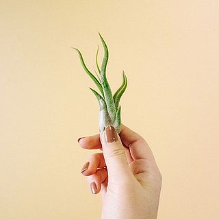 お届け例「カプトメデューサ」