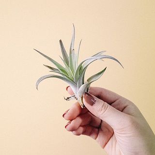 お届け例「ハリシー」