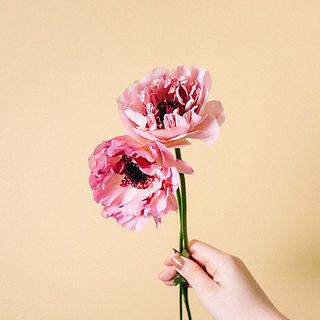 珍しいラナンキュラス「シャルロット」