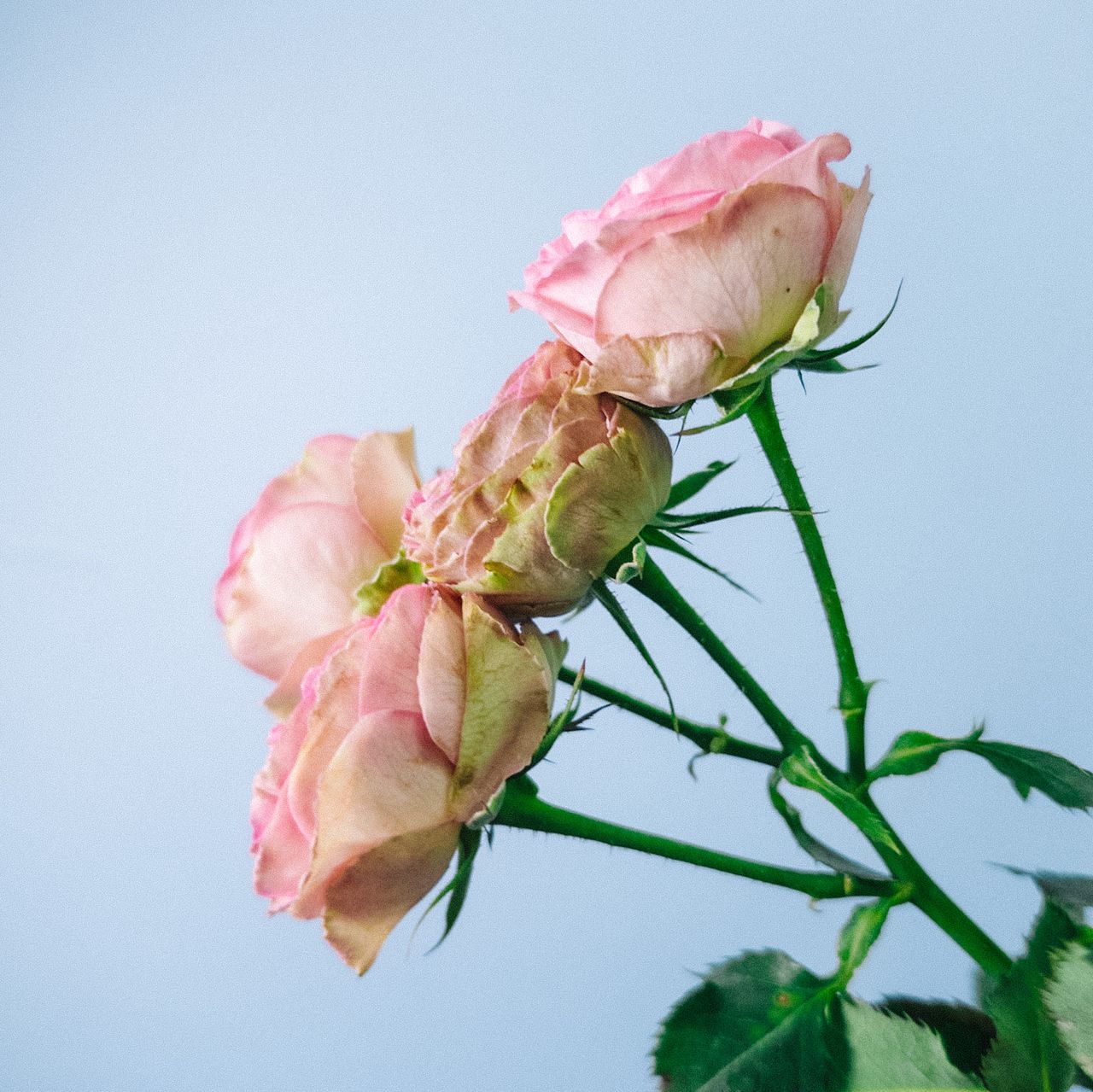 バラ「ジョリートレンドセッター」