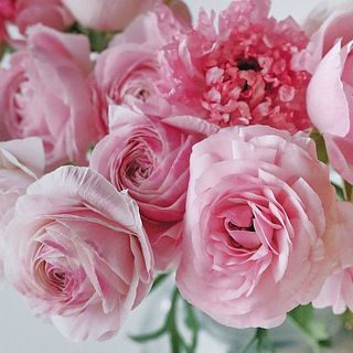 だんだんと開花する様子も楽しんで。