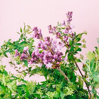 花先は配送中の気温の変化で変色しやすいです。ご了承ください。
