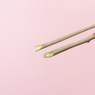 必ず枝のお手入れを忘れずに。枝割り、深水で。