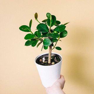 樹形には個体差があります