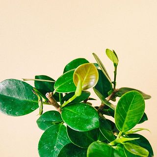 新芽は茶色くなっていますが品質に問題はありません
